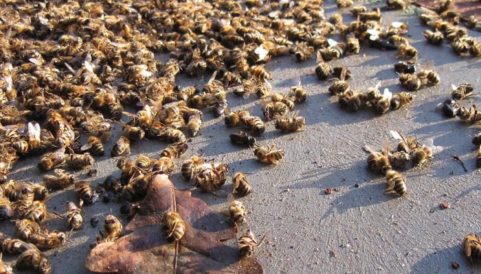 Abeilles